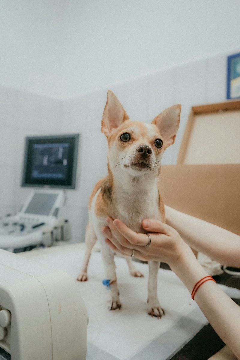 Veterinár